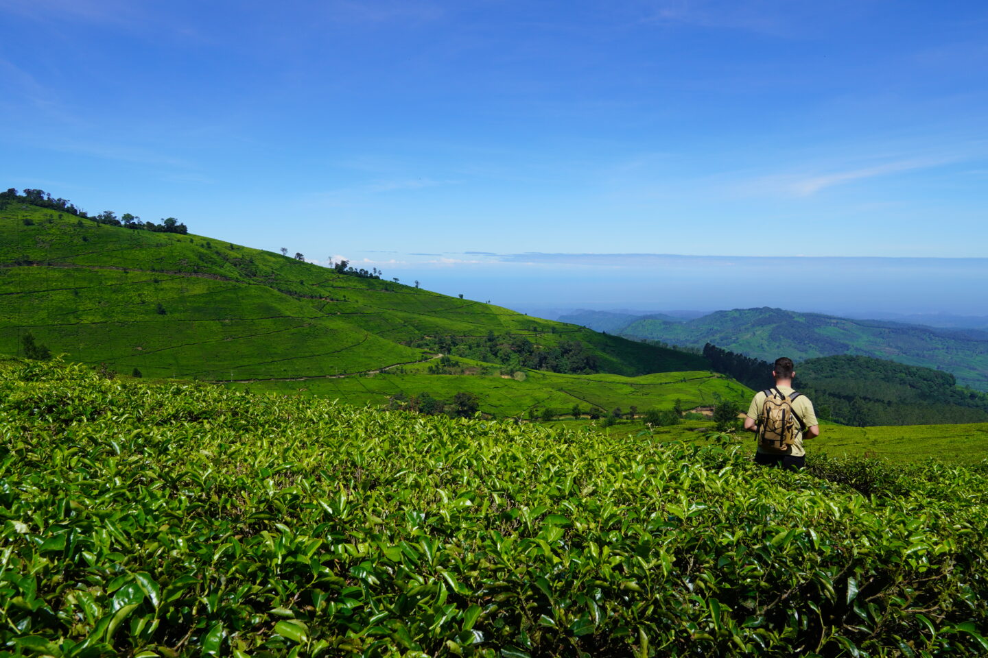 Bandung theeplantages