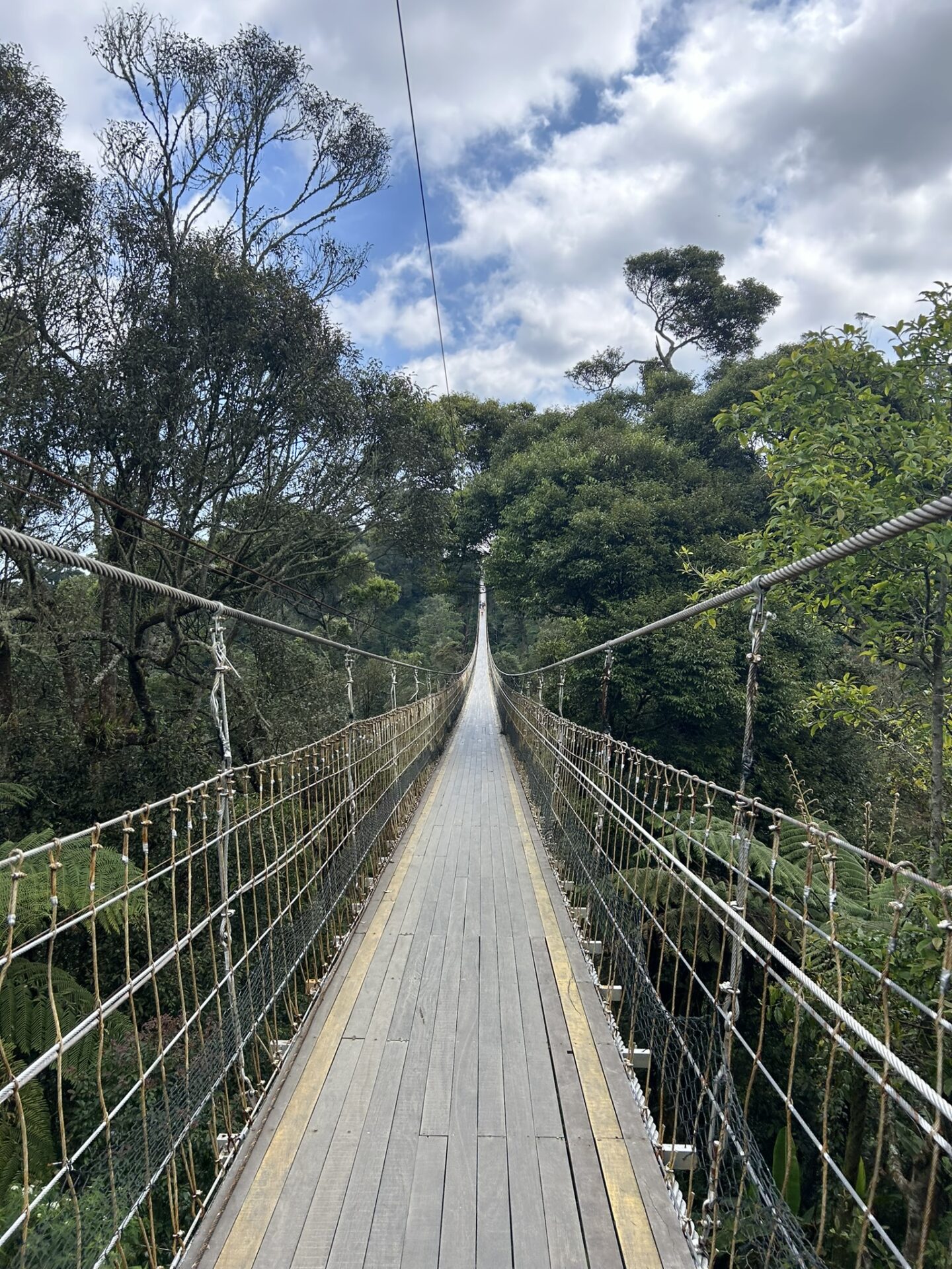 Suspension bridge